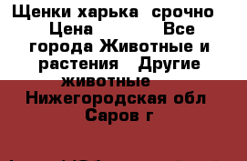 Щенки харька! срочно. › Цена ­ 5 000 - Все города Животные и растения » Другие животные   . Нижегородская обл.,Саров г.